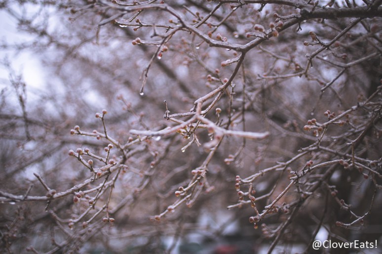 CloverEatsThePantry-2