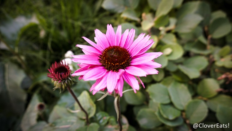 CloverEats-CrimsonRye-2